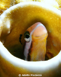 Flagblenny inside Fire Coral.

 by Adolfo Maciocco 